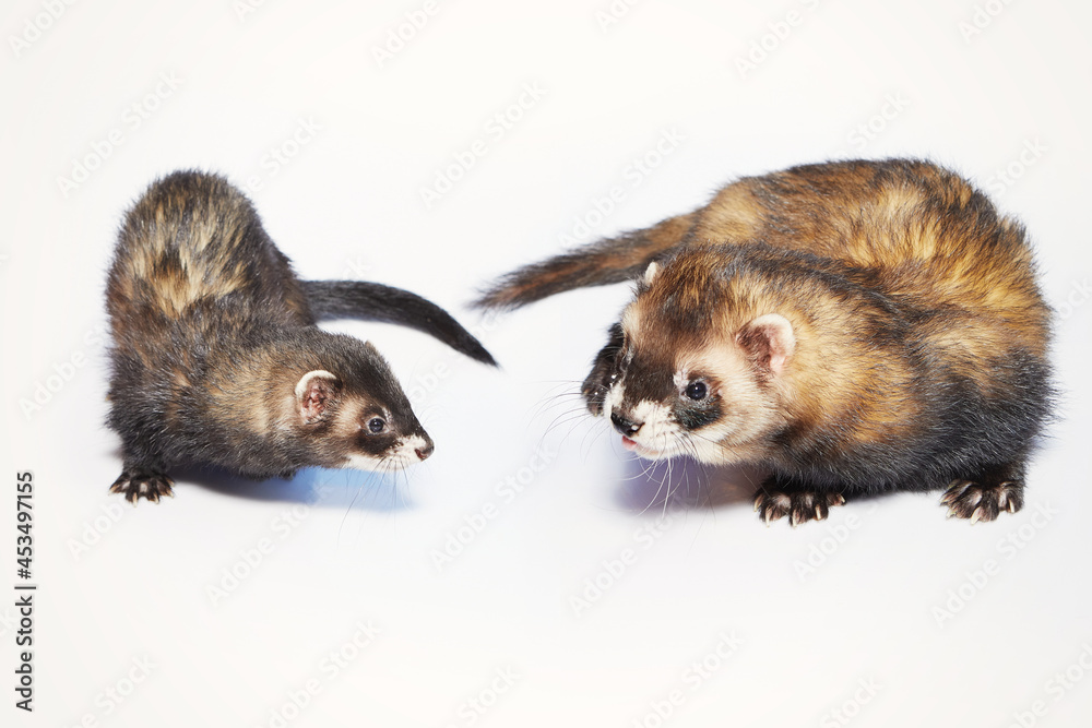 Couple of male and female ferrets on white background Couple of male and female ferrets on white background