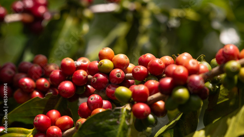 Colombian coffee plant for export
