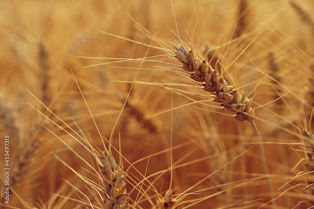 Obraz premium Beautiful detail of ripening wheat in a field. Natural colour background at sunset in harvest time. 