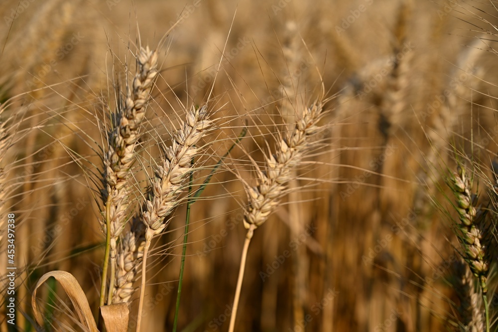Beautiful detail of ripening wheat in a field. Natural colour background at sunset with blue sky. Beautiful detail of ripening wheat in a field. Natural colour background at sunset with blue sky.