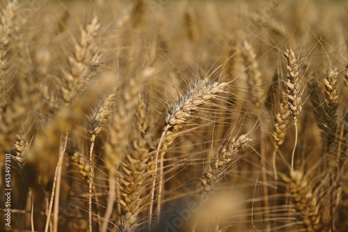Beautiful detail of ripening wheat in a field. Natural colour background at sunset in harvest time.

