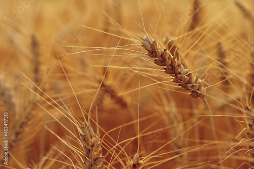 Beautiful detail of ripening wheat in a field. Natural colour background at sunset in harvest time. 