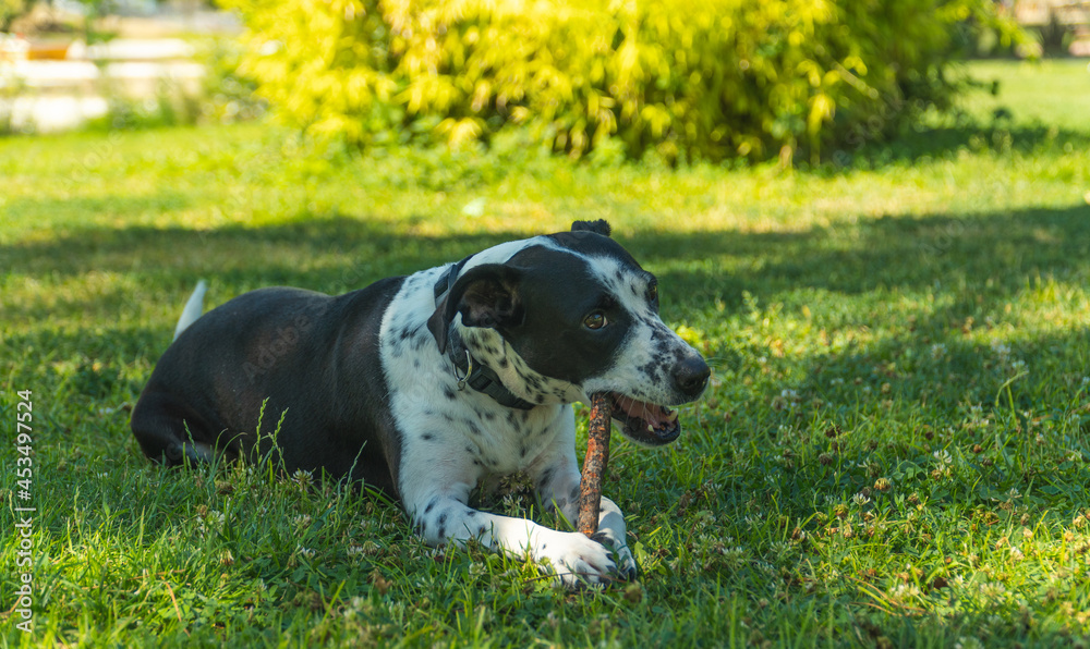 perro jugando con un palo en el parque, perro blanco con manchas negras mordiendo un palo, perro tumbado en el césped con su juguete