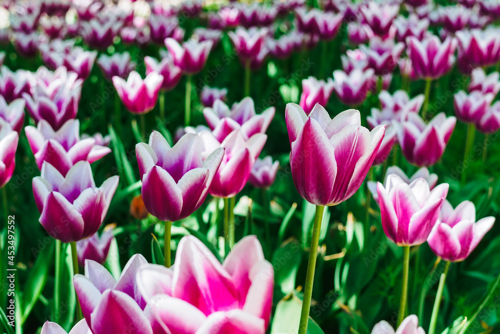many beautiful white-purple tulips of the same variety on a flower bed in the park many beautiful white-purple tulips of the same variety on a flower bed in the park