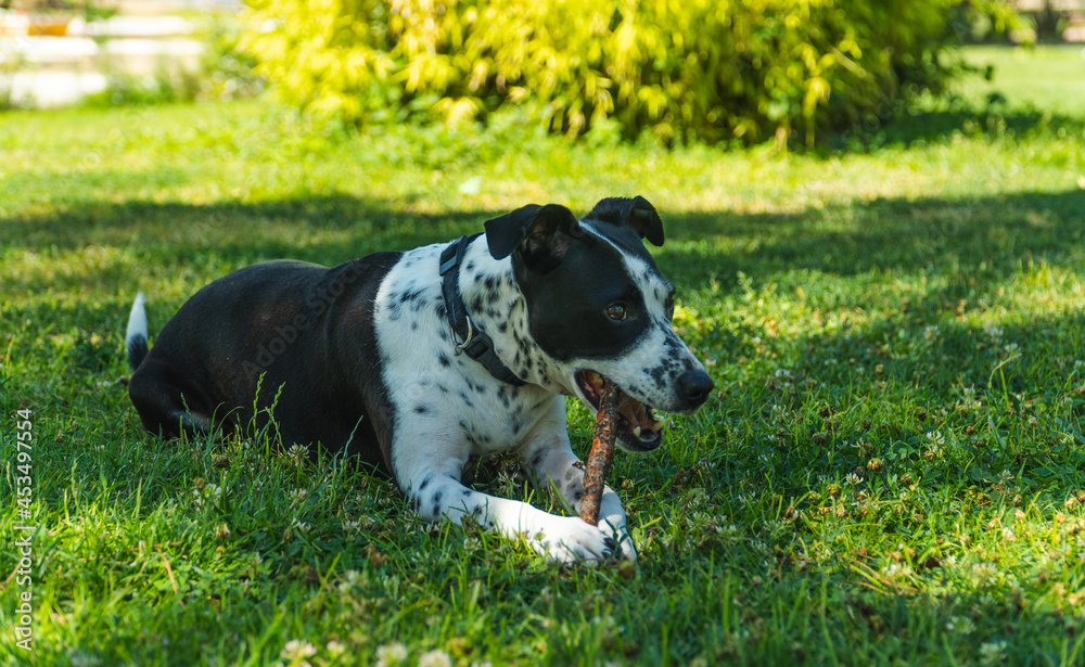 perro jugando con un palo en el parque, perro blanco con manchas negras mordiendo un palo, perro tumbado en el césped con su juguete