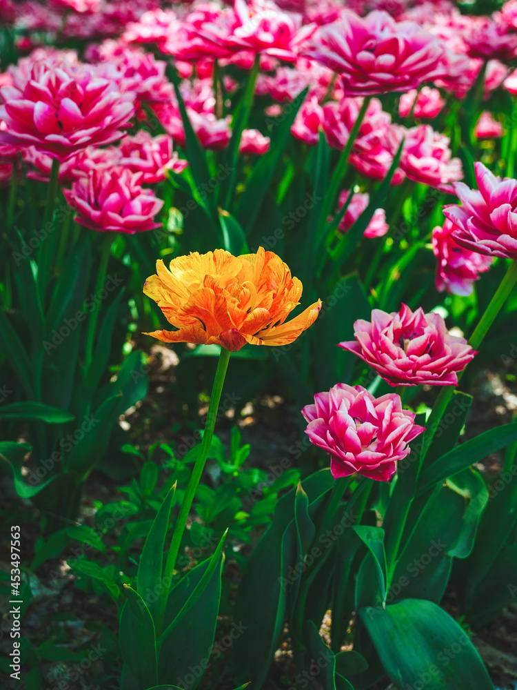 beautiful yellow-orange tulip among pink tulips in the garden