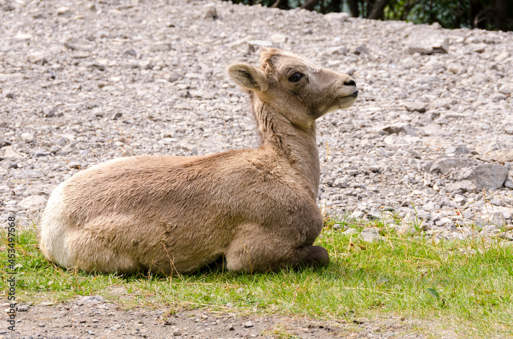 mountain goats on the road to Jasper in Canada mountain goats on the road to Jasper in Canada