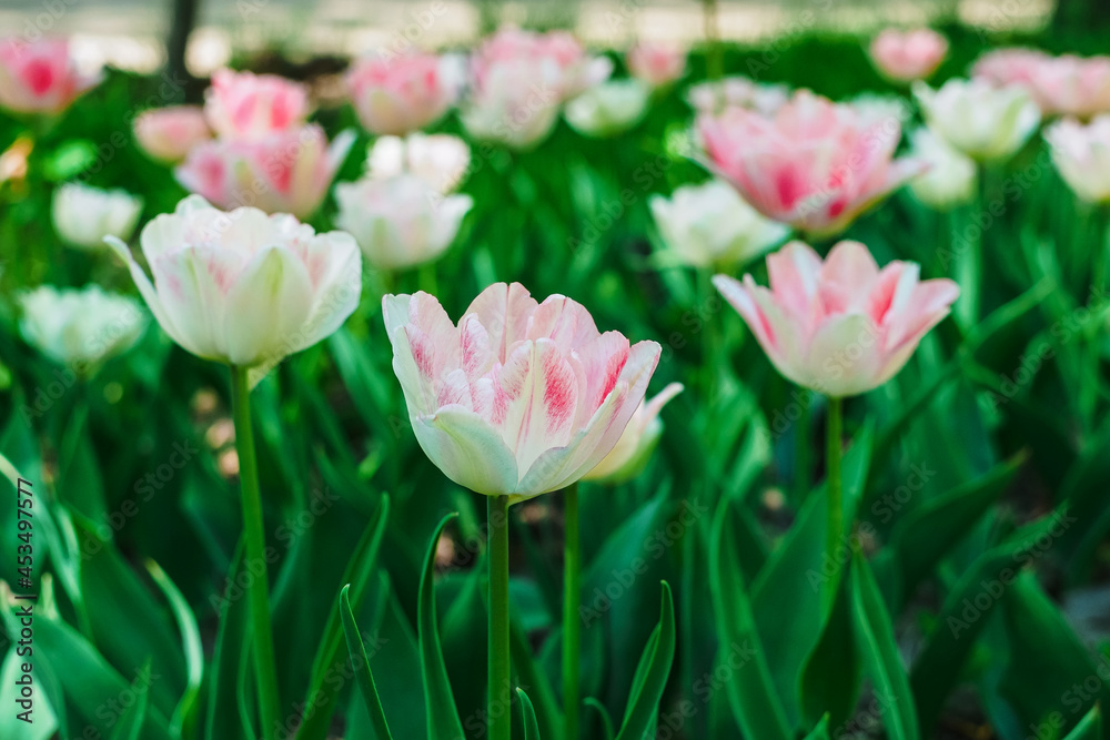 beautiful white and pink tulips in the garden