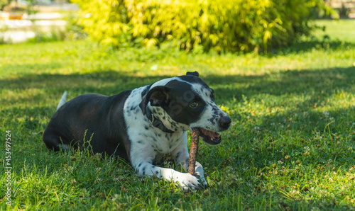 perro jugando con un palo en el parque, perro blanco con manchas negras mordiendo un palo, perro tumbado en el césped con su juguete photo
