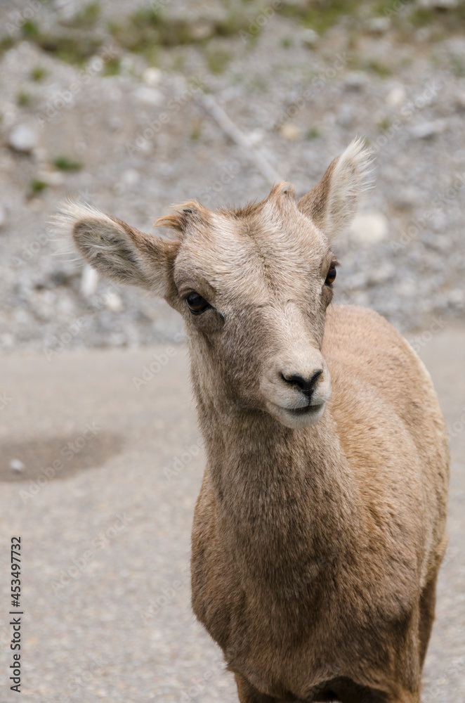 mountain goats on the road to Jasper in Canada mountain goats on the road to Jasper in Canada