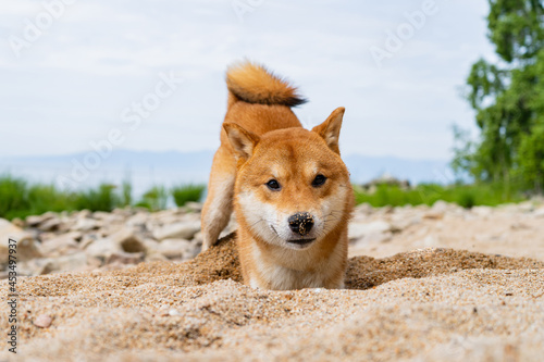 Happy red shiba inu dog plays on the sand. Red-haired Japanese dog smile portrait.