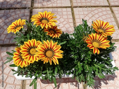 Gazania