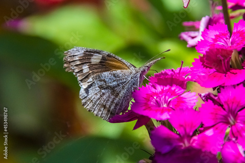 American Snout (Libytheana carinenta) Butterfly