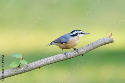 Red breasted nuthatch perched on a branch.
