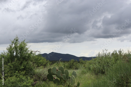 Monsoon season in the, rather lush, Sonoran Desert.  photo