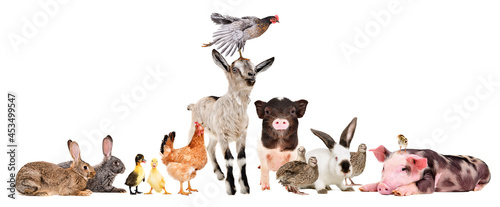 Funny farm animals together isolated on white background