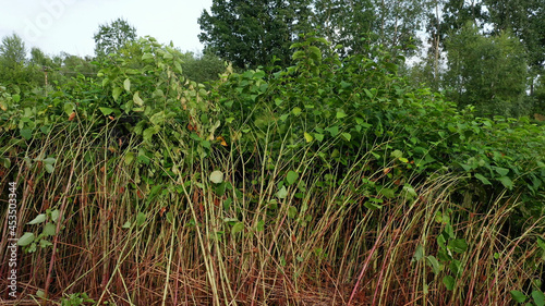 Knotweed Reynoutria dron aerial video shot Fallopia japonica Sakhalin Japanese, invasive and expansive species of dangerous plants leaf in river water stream creek shrub bushes, leaves and fruits