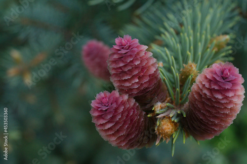 red pine cone flowers