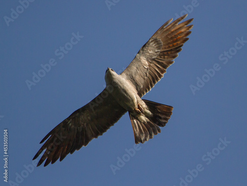 Mississippi Kite Raptor Soaring in Deep Blue Sky