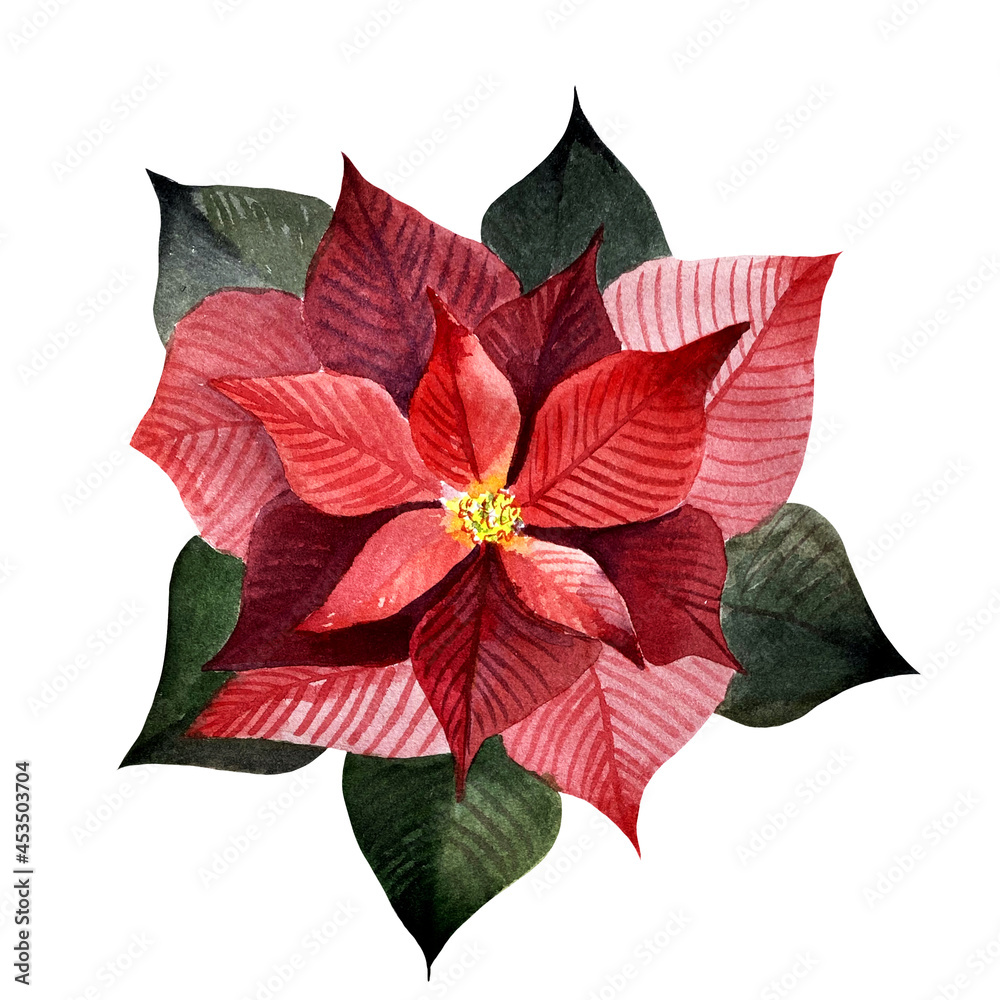 Poinsettia isolated. Botanical illustration with christmas flower,Christmas flower punch. new Year. ornament, accessory, red, realistic isolated symbol of a happy family holiday. 