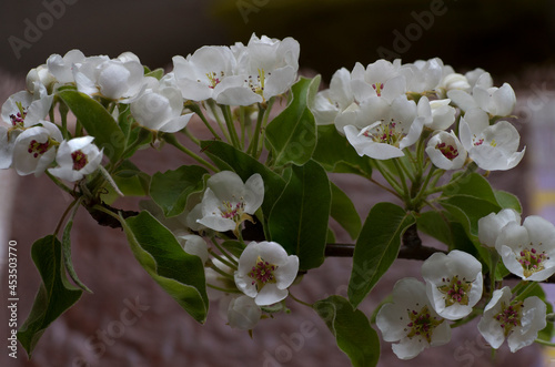 tree blossom