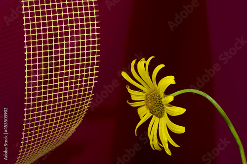 flower on red background