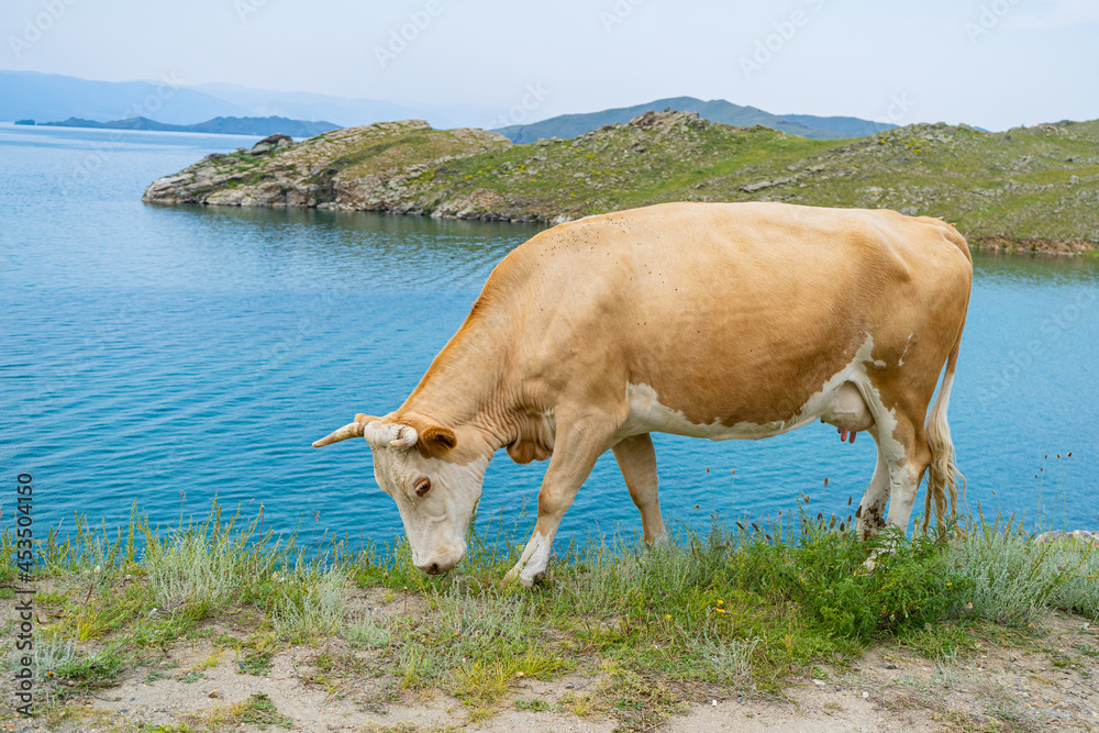 A fat white cow with horns poses standing in the grass against the background of a blue lake Baikal A fat white cow with horns poses standing in the grass against the background of a blue lake Baikal