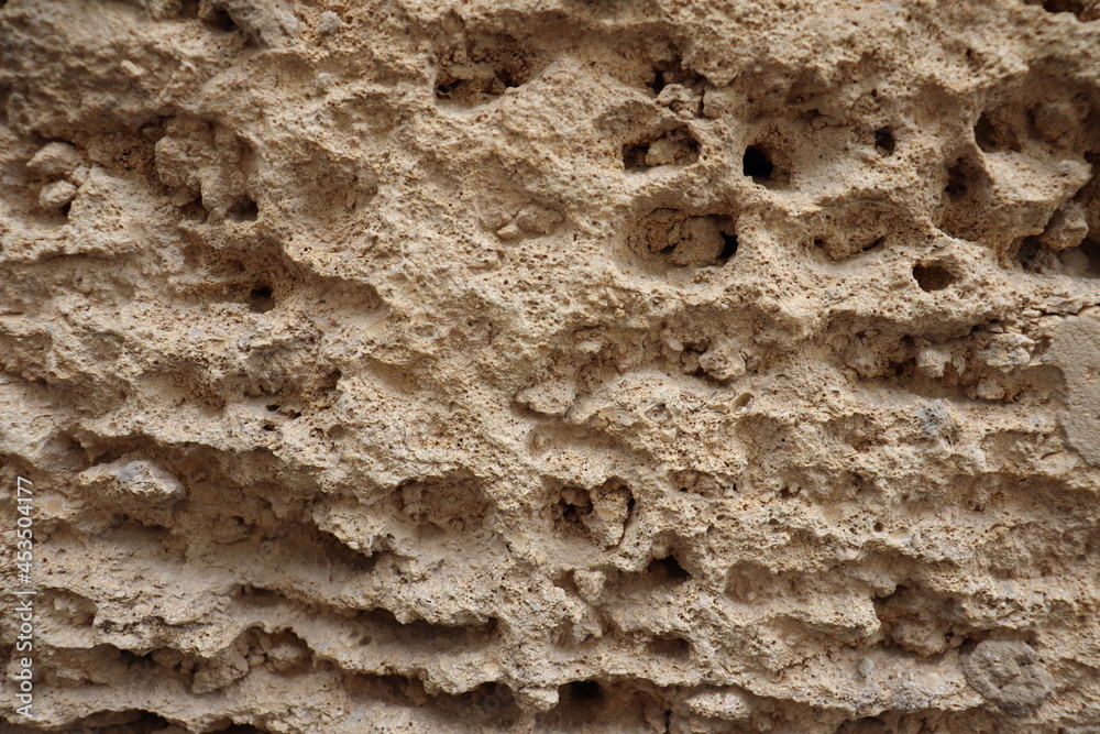 The shell is beige in color with characteristic depressions. Natural background The shell is beige in color with characteristic depressions. Natural background