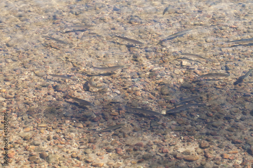 Flock of small fish in a shallow water, close up