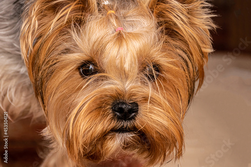 dog face close-up of a yorkshire terrier