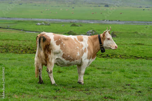 Simmentaler Kuh, seitlich, mit schönen Hörnern photo