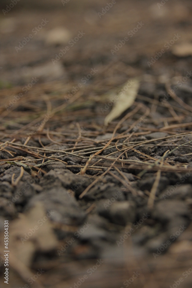 close up of a dry leaf close up of a dry leaf