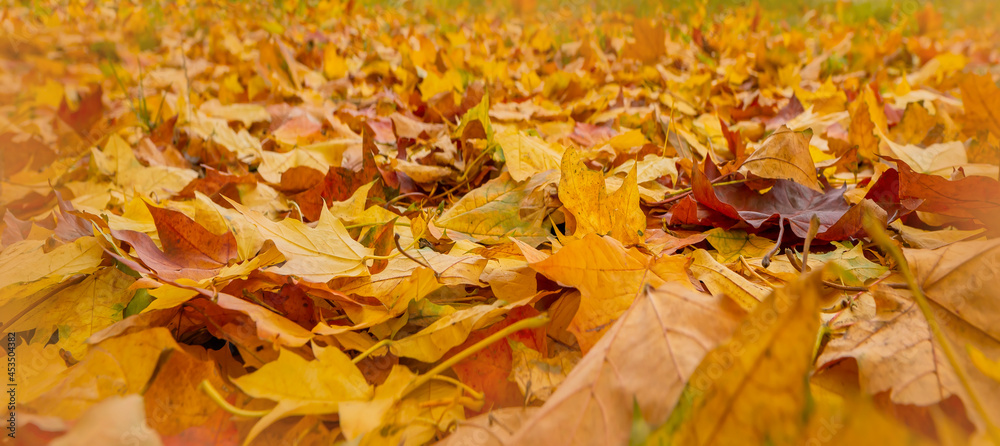 Autumn background of orange yellow foliage. Seasonal texture of maple leaves. Selective soft focus