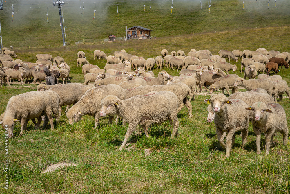 Obraz premium Le corbier 2021