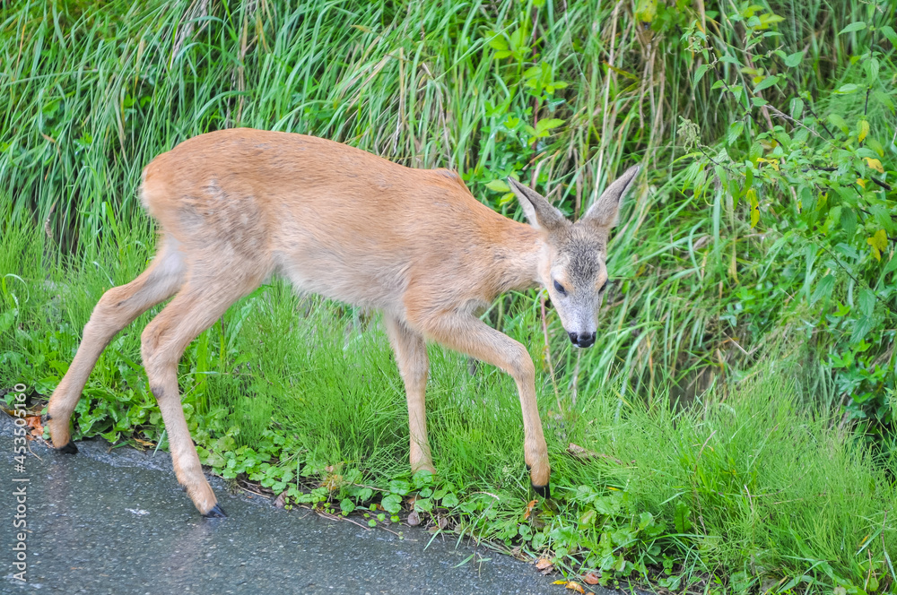 Young roe deer (Capreolus capreolus), known as the roe, western roe deer or European roe Young roe deer (Capreolus capreolus), known as the roe, western roe deer or European roe