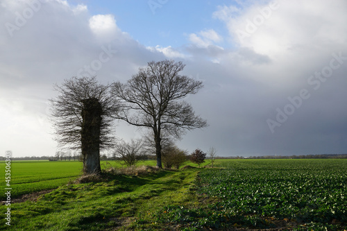funky trees in the field, stormy sky countryside france
