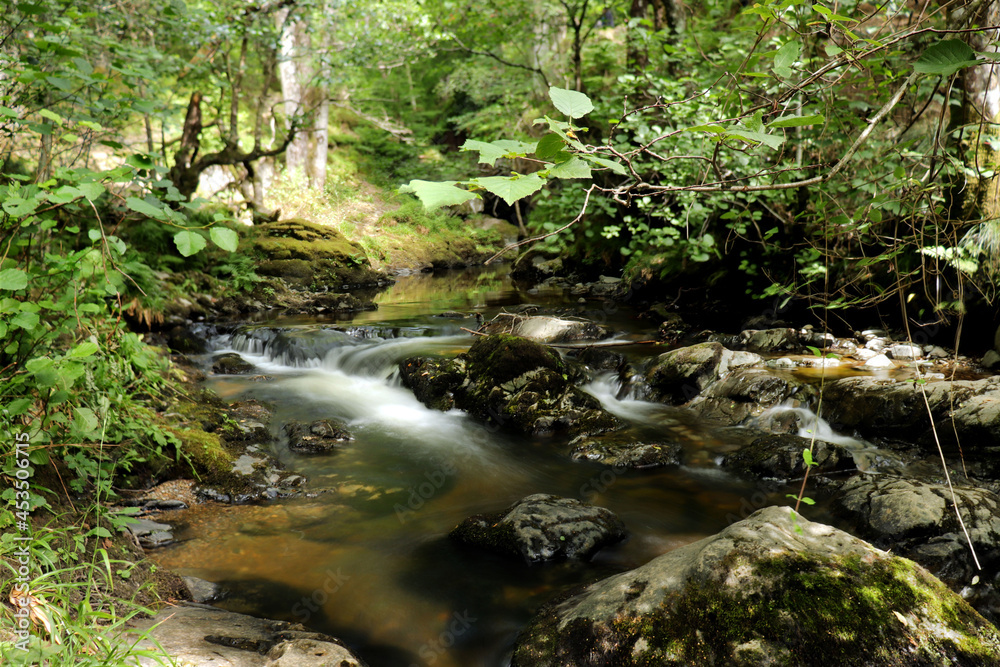 stream in the forest stream in the forest