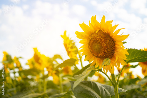 Beautiful field of blooming sunflowers against sunset. Agricultural rural background. Produce environmentally friendly natural sunflower oil.
