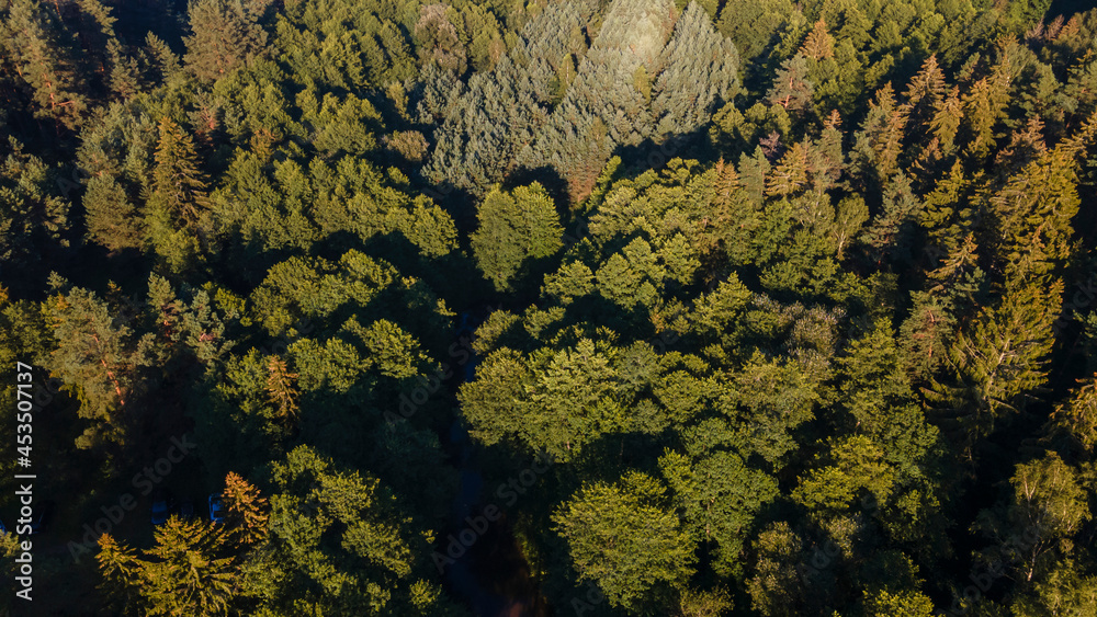 Pine forest from a height. Aerial drone view over a lush green pine forest. Nature concept. Pine forest from a height. Aerial drone view over a lush green pine forest. Nature concept.