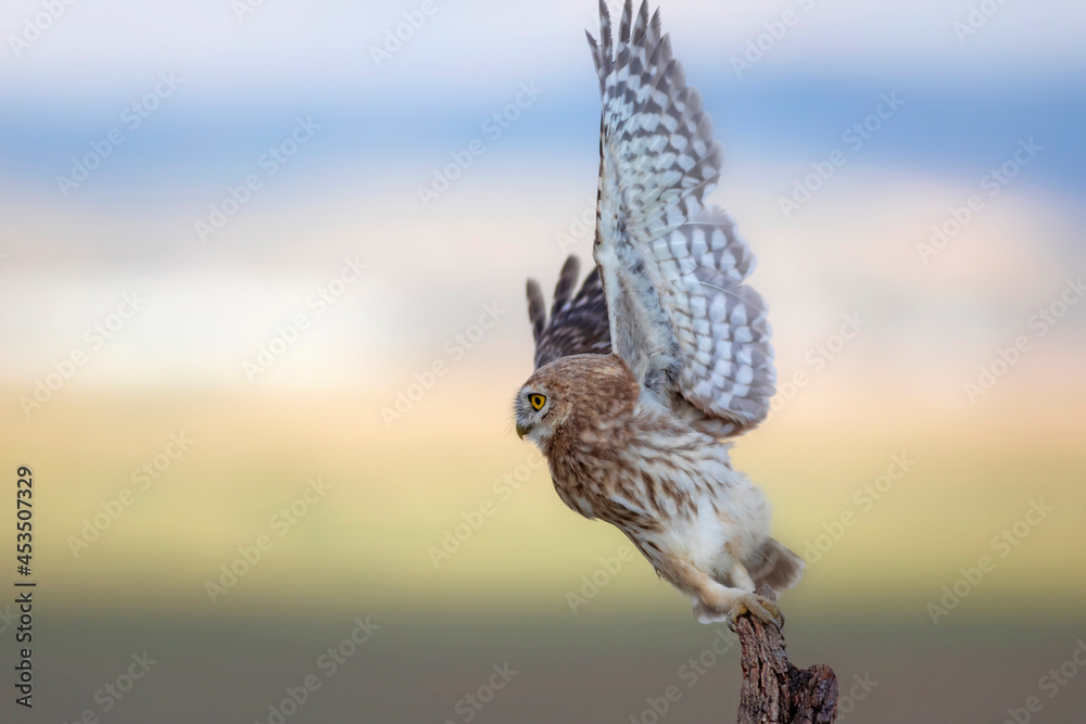 Fototapeta premium Little owl. Colorful nature background. Athene noctua.