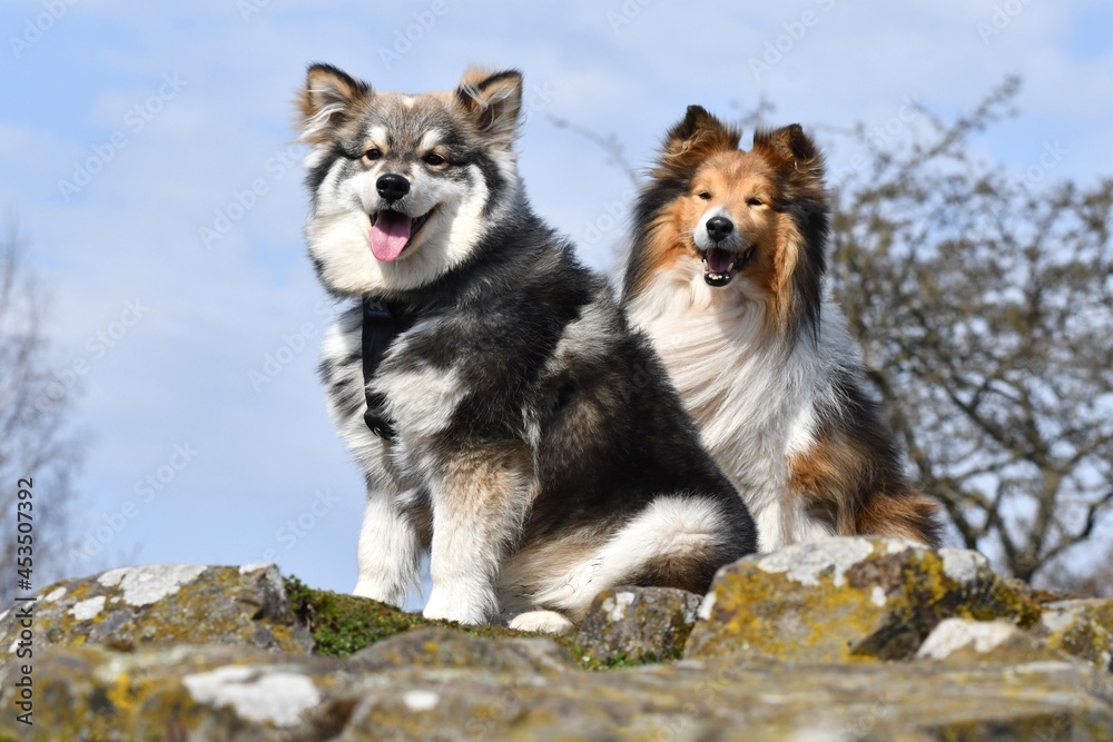 Portrait of a Finnish Lapphund dog and Sheltie Portrait of a Finnish Lapphund dog and Sheltie