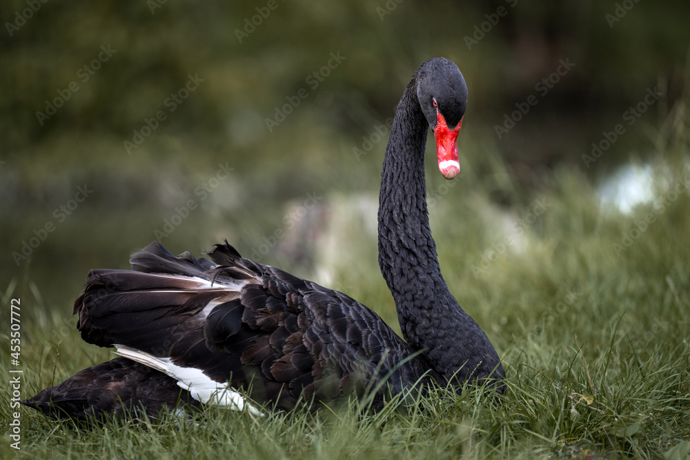 Fototapeta premium A black swan lies on the shore of a pond and eats grass.