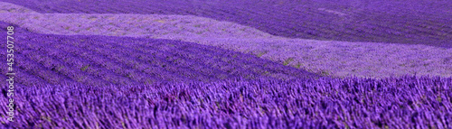 F Provence Alpes-de-Haute-Provence  Lavendelfeld auf dem Palteau de Valenso