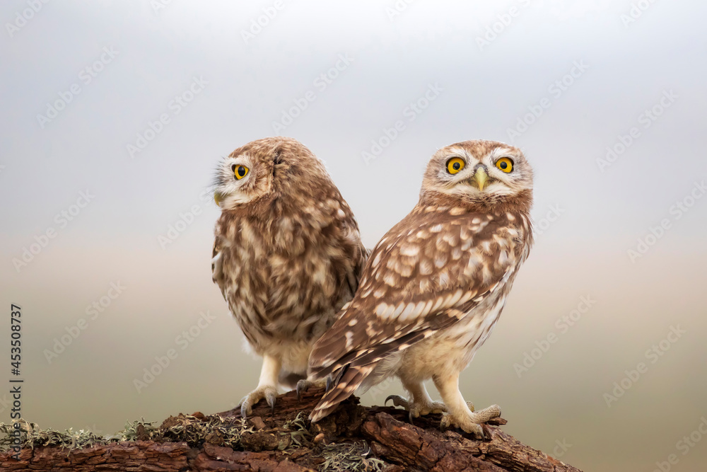 Obraz premium Little owls. Colorful nature background. Athene noctua. 