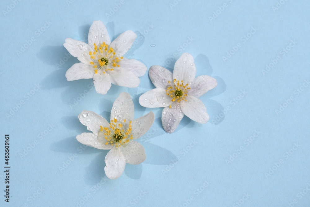 Overhead photo of spring flowers with water drop