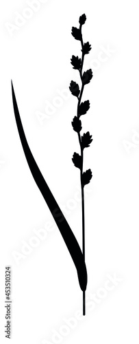 Silhouette of ryegrass cereals grass on white background photo