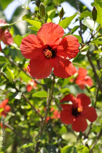 hibiscus flower