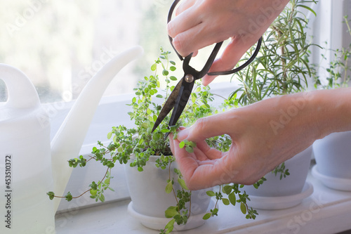 Fotografie Woman hands cutting marjoram in kitchen garden