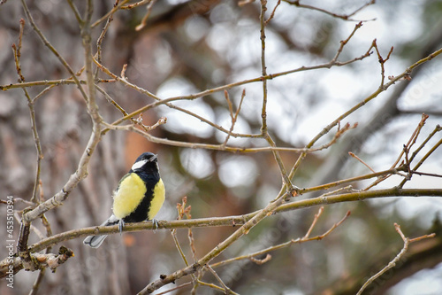 Great tit (Parus major) little bird sitting on a tree branch.