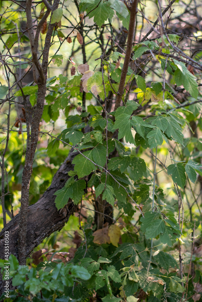 leaves in the forest